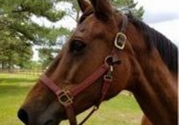 Small Animal & Equine Acupuncture