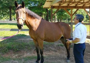 Veterinary Acupuncture