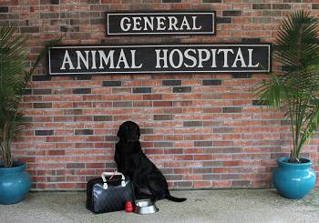 About General Animal Hospital